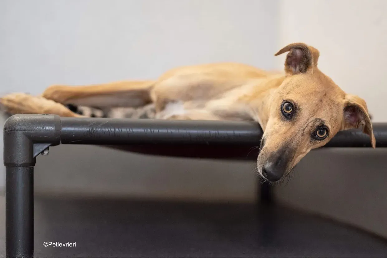 gianna adozione levrieri greyhound lurcher 4