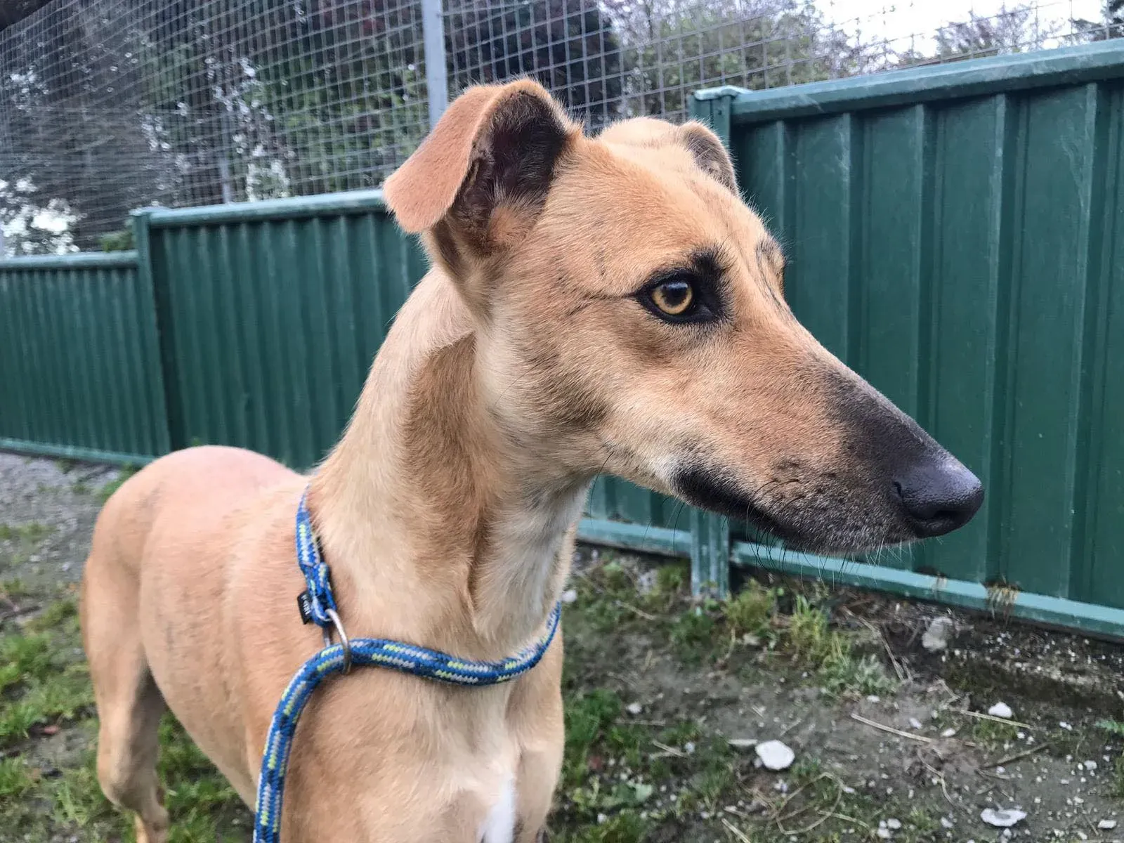 gianna adozione lurcher whippet pet levrieri 1