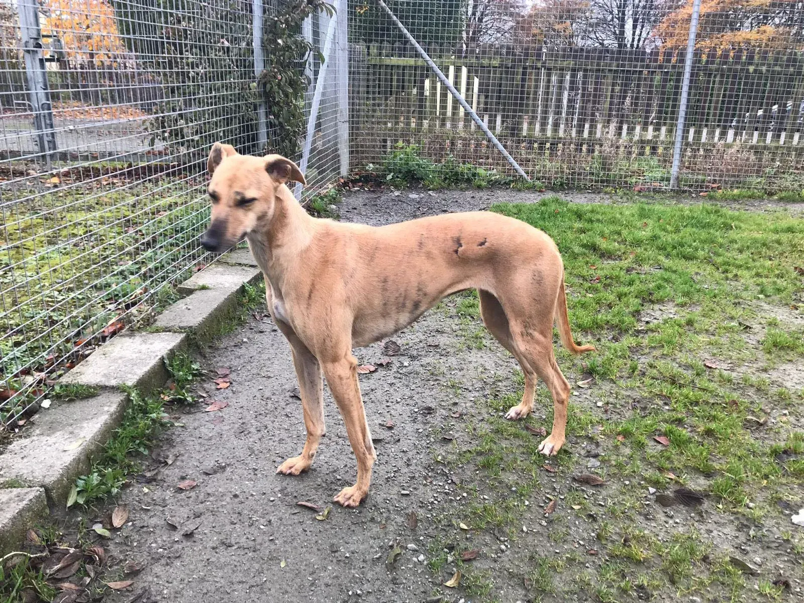 gianna adozione lurcher whippet pet levrieri 10