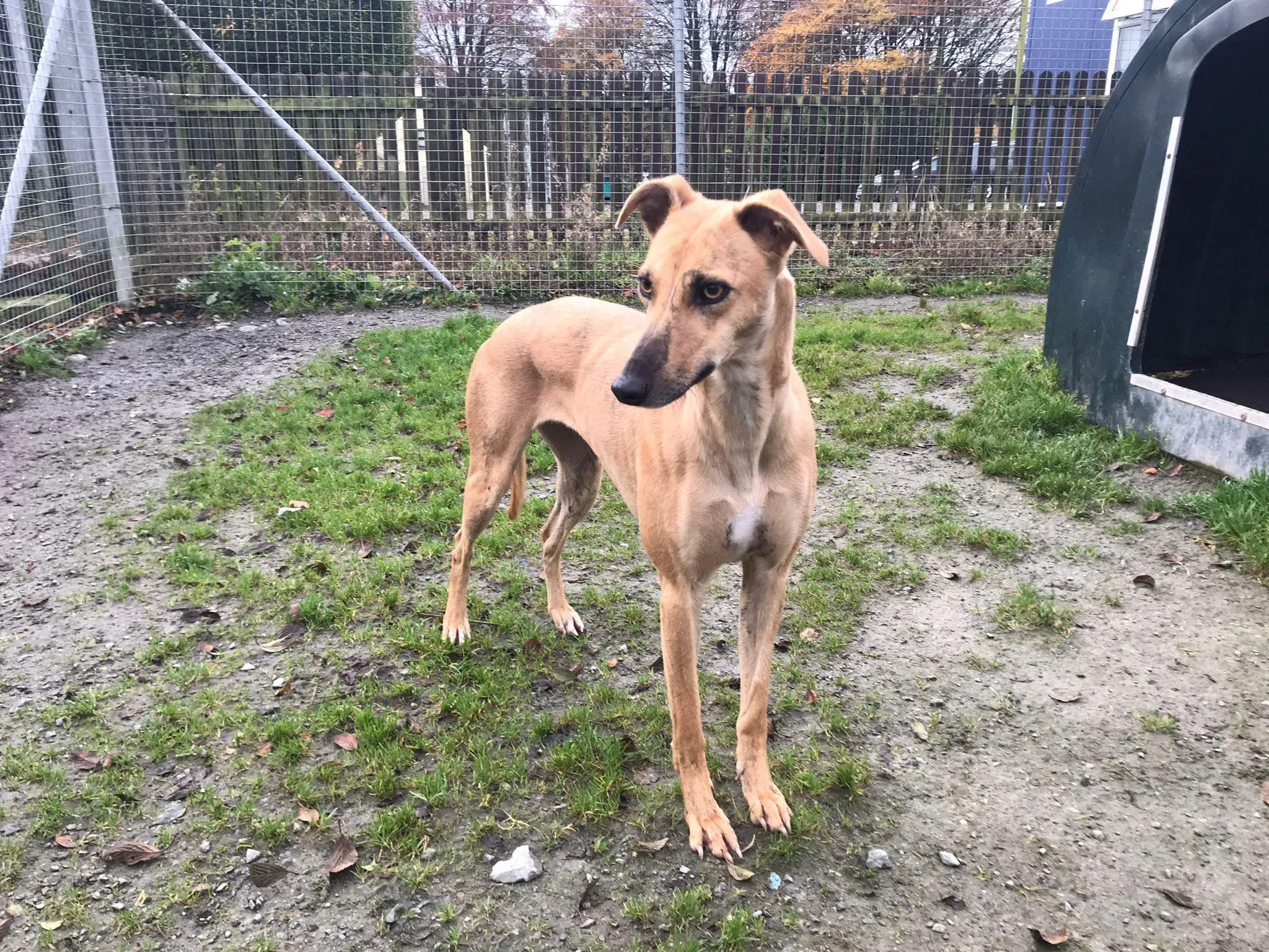 gianna adozione lurcher whippet pet levrieri 11