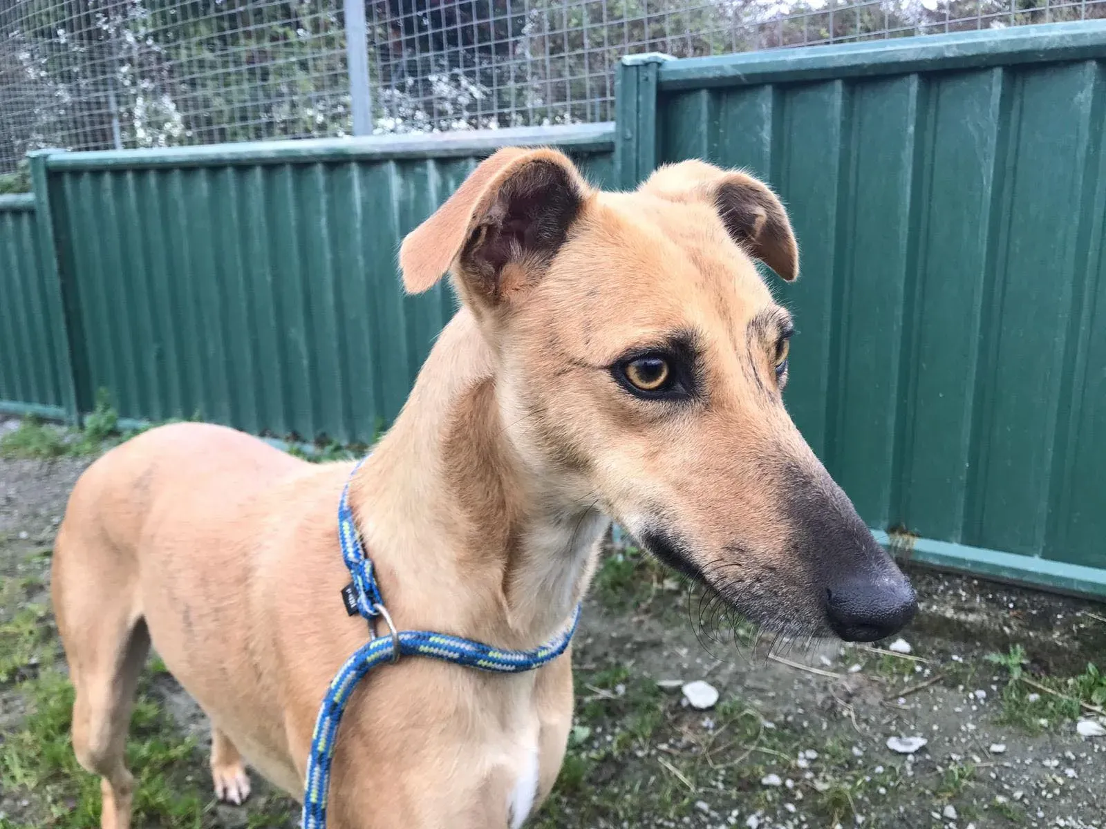 gianna adozione lurcher whippet pet levrieri 2