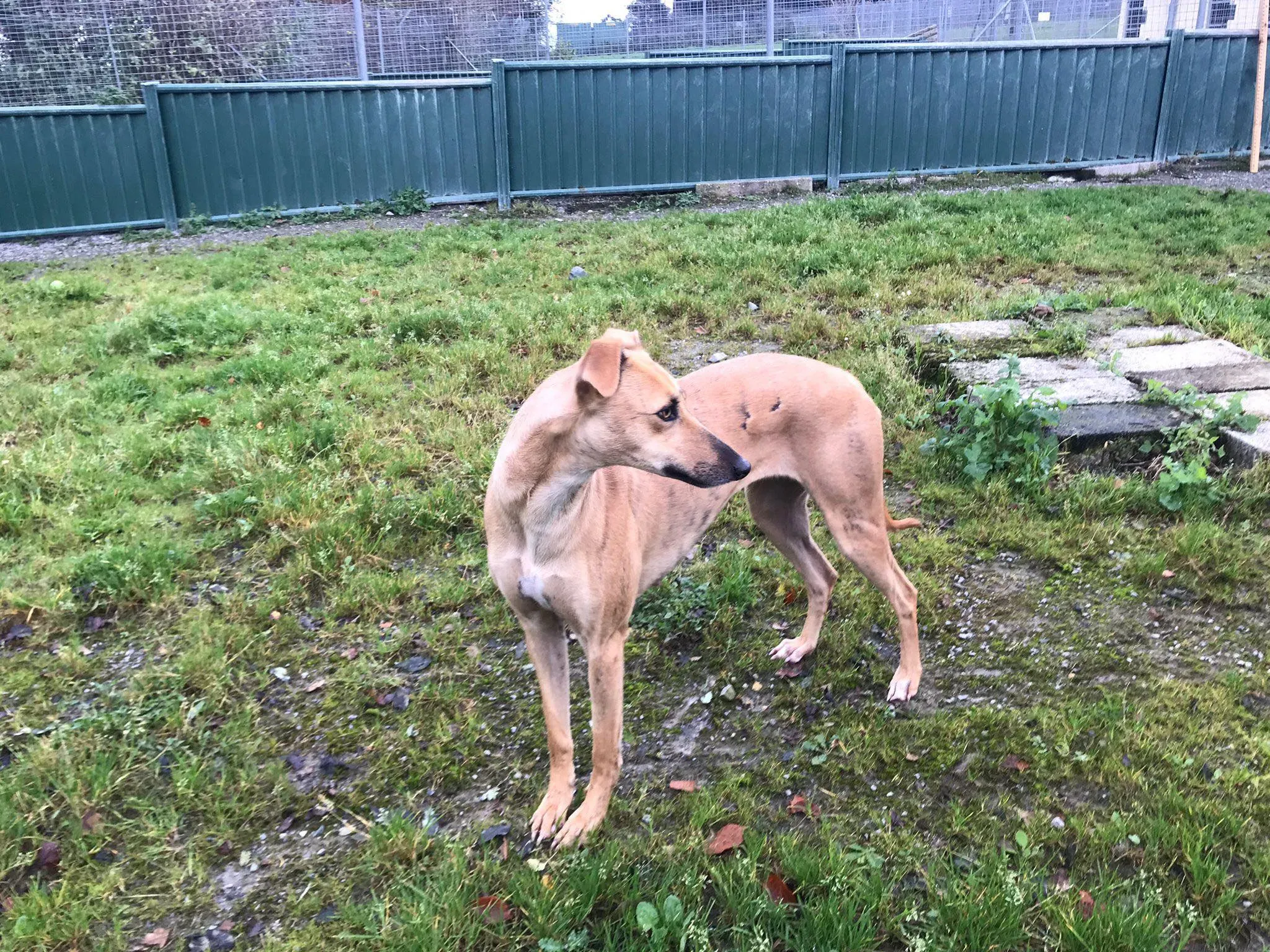 gianna adozione lurcher whippet pet levrieri 3