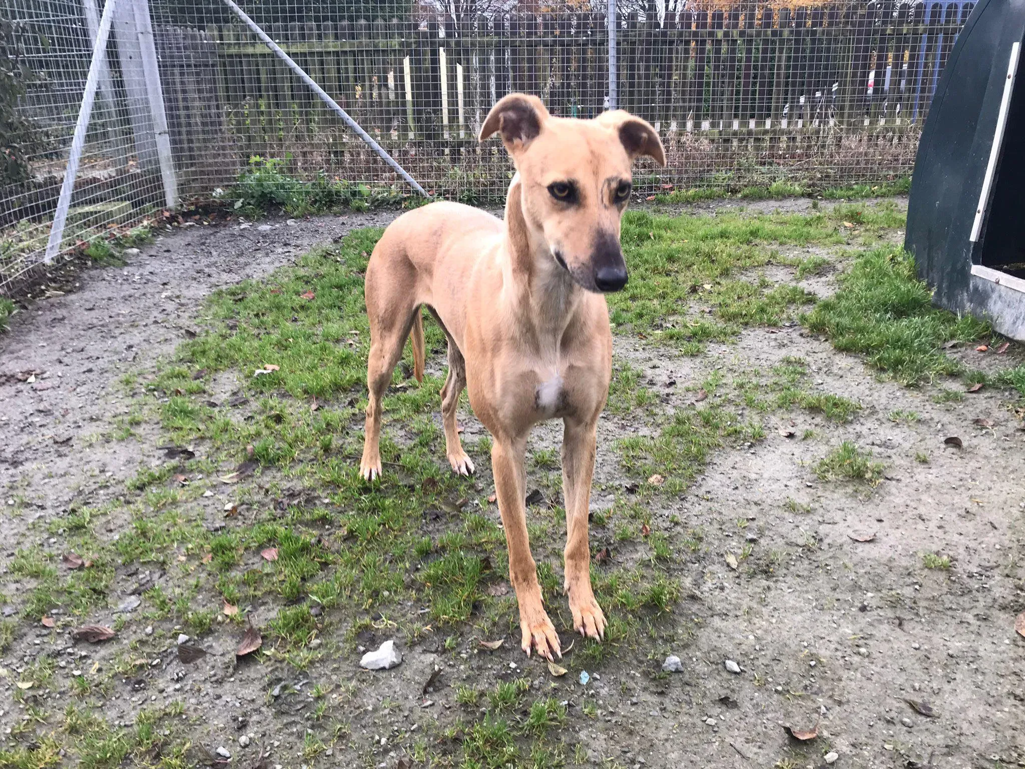 gianna adozione lurcher whippet pet levrieri 4