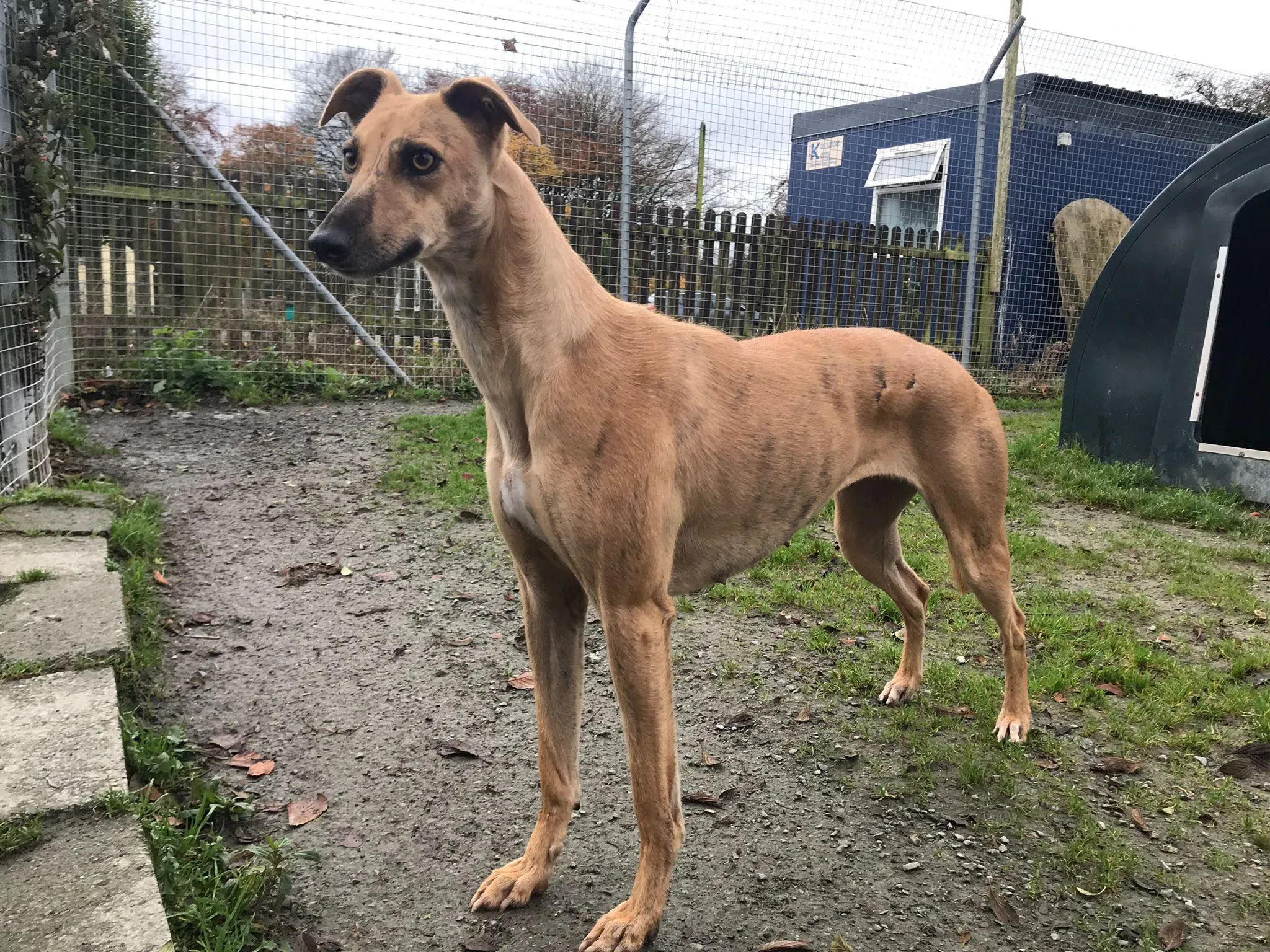 gianna adozione lurcher whippet pet levrieri 5