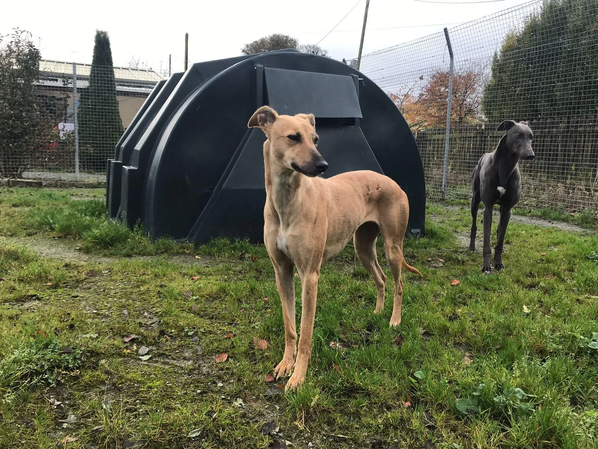 gianna adozione lurcher whippet pet levrieri 6