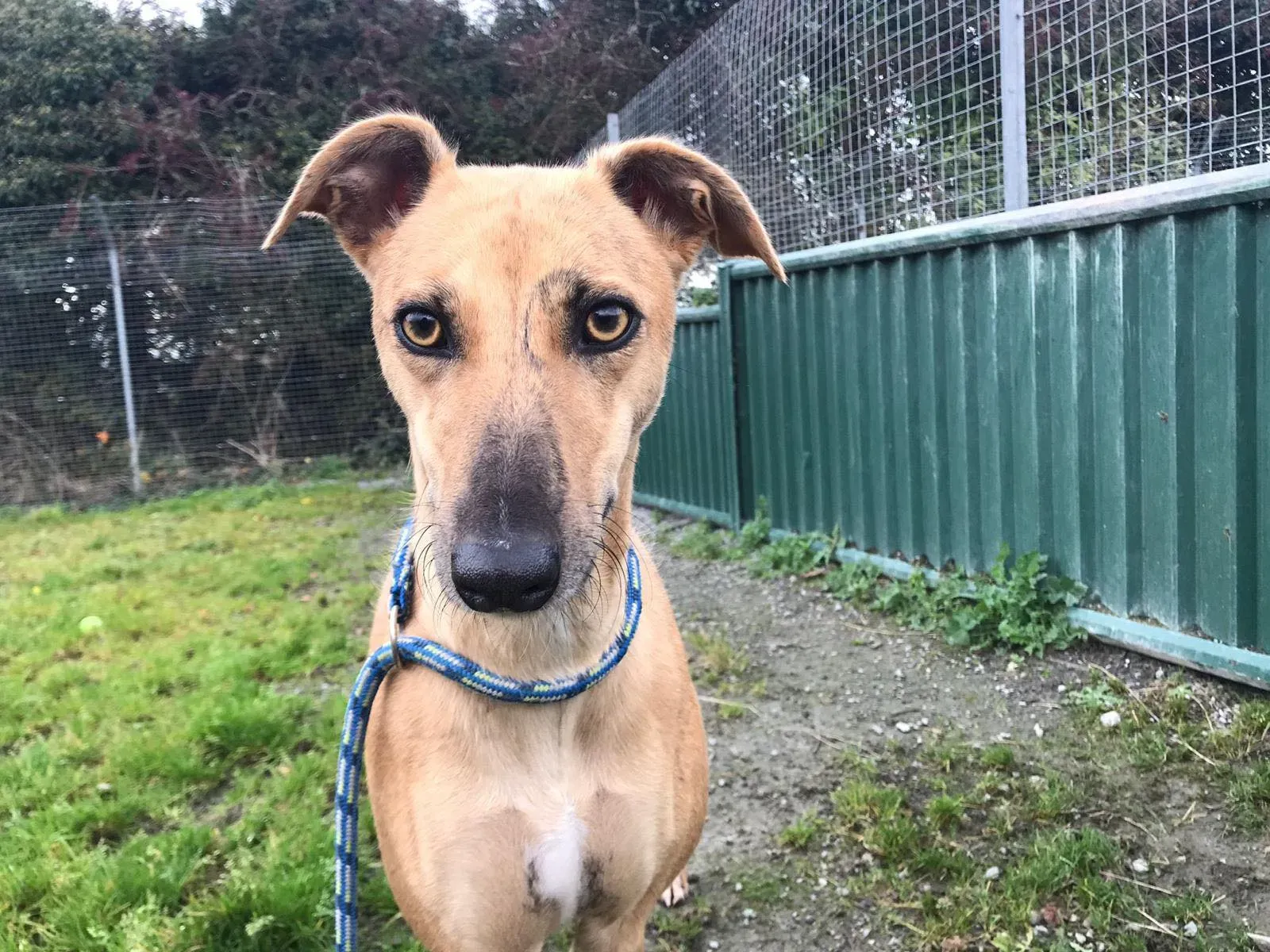 gianna adozione lurcher whippet pet levrieri 7