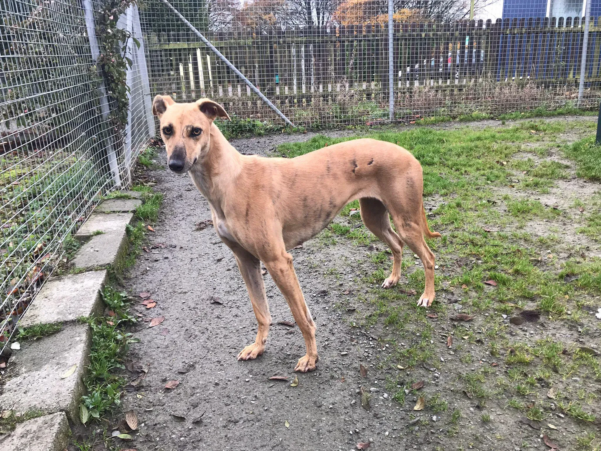 gianna adozione lurcher whippet pet levrieri 8