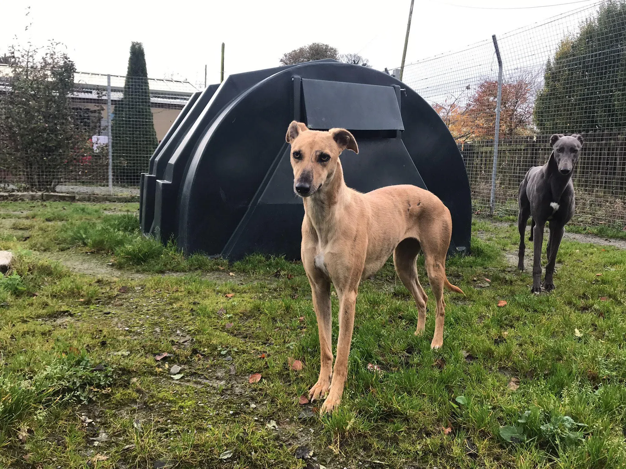 gianna adozione lurcher whippet pet levrieri 9