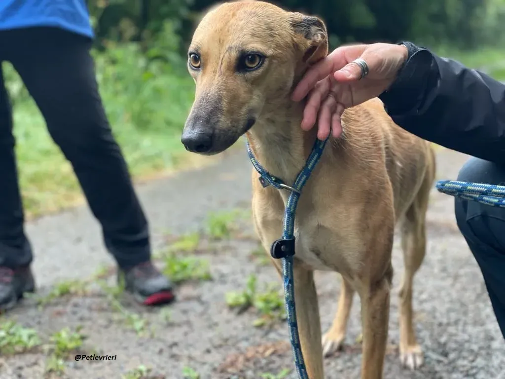 gianna whippet adozione levrieri 3