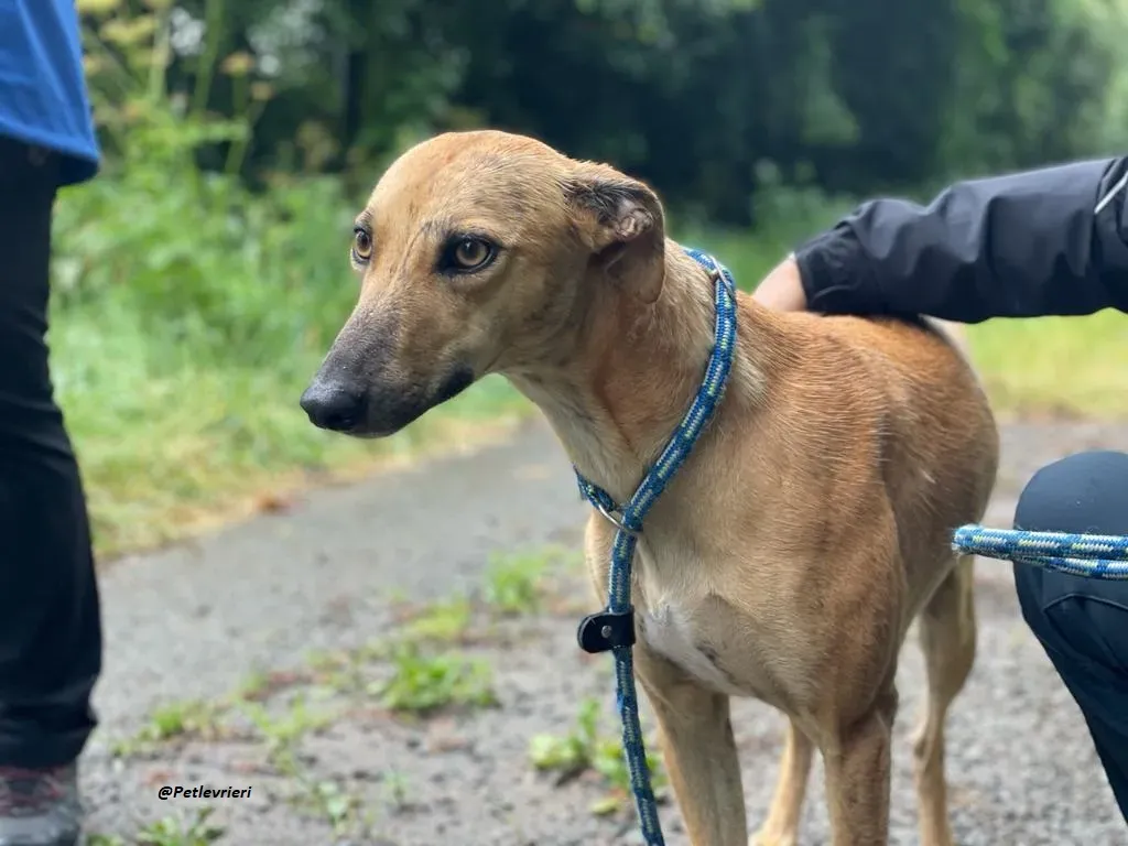 gianna whippet adozione levrieri 4