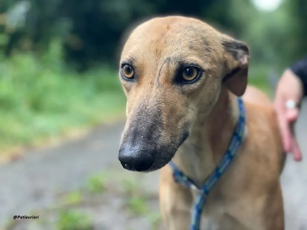 gianna whippet adozione levrieri 5