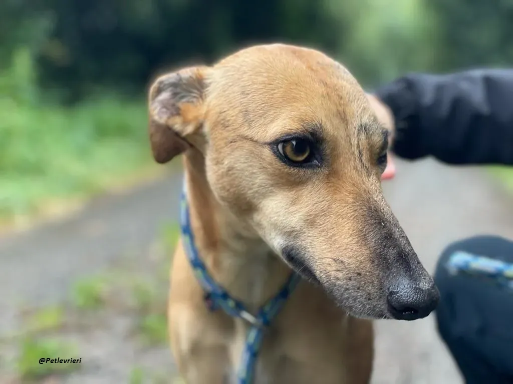 gianna whippet adozione levrieri 6