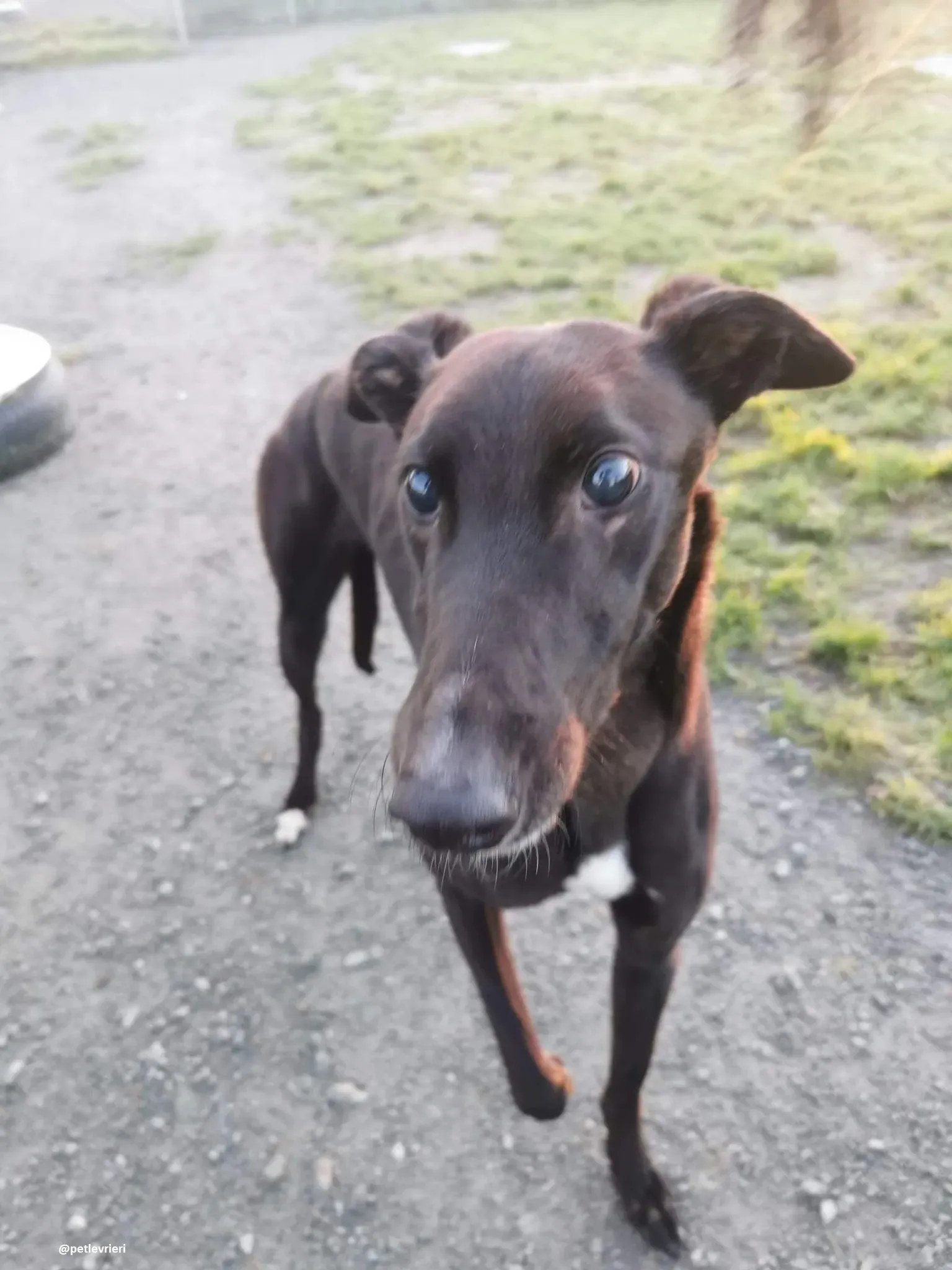 gibbs adozione greyhound 1 1