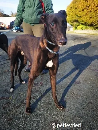 gibbs adozione greyhound 1