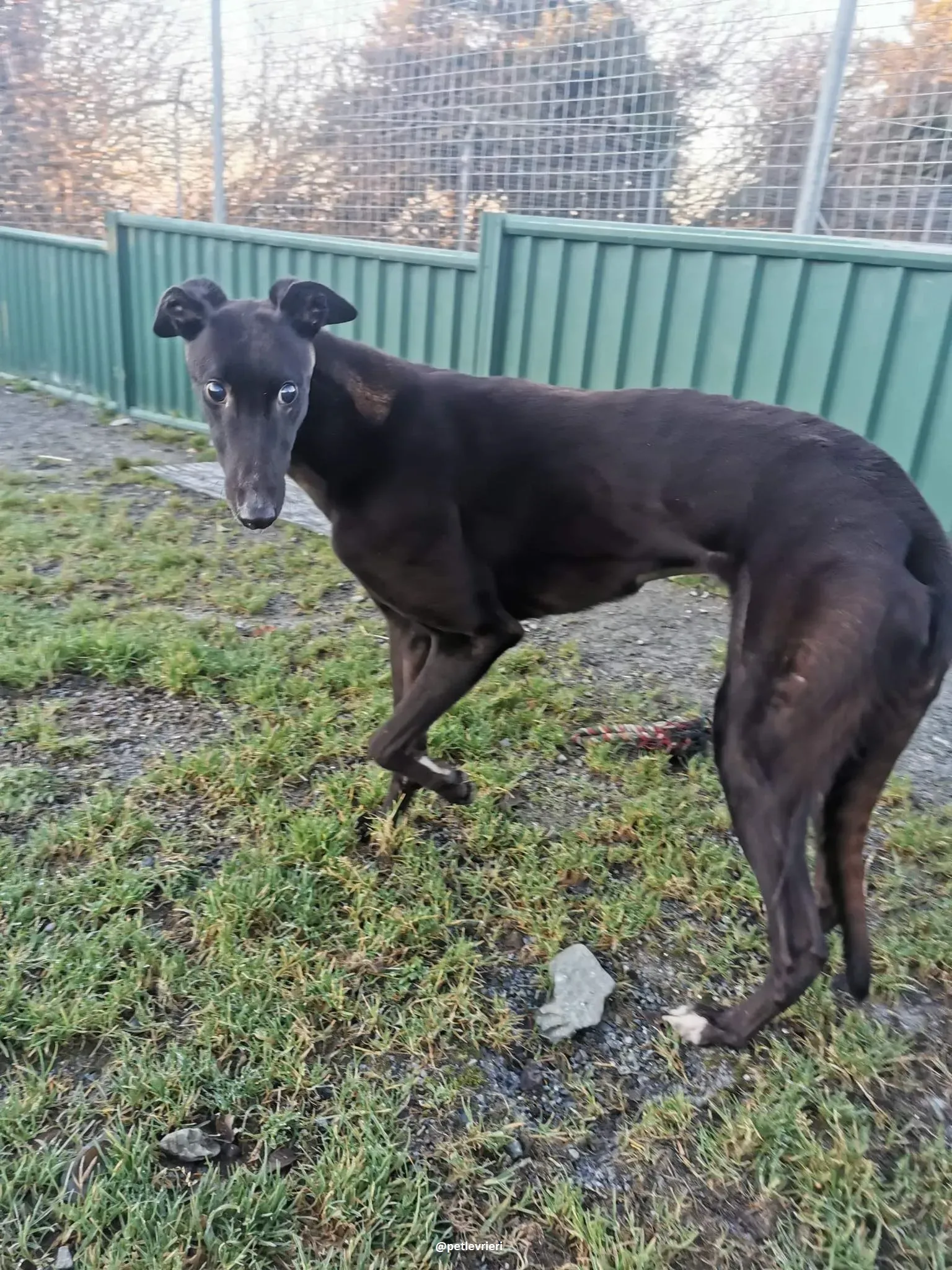 gibbs adozione greyhound 10