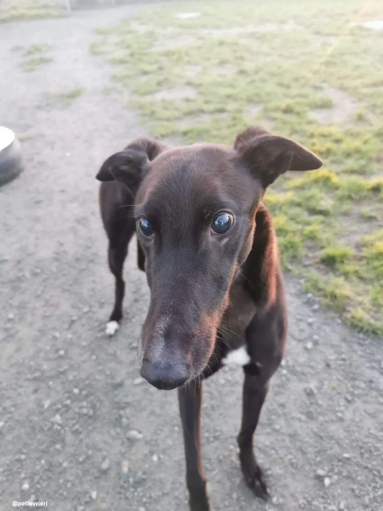 gibbs adozione greyhound 2 1