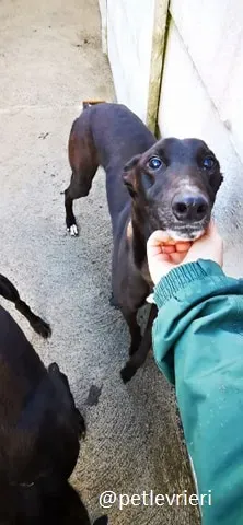 gibbs adozione greyhound 2