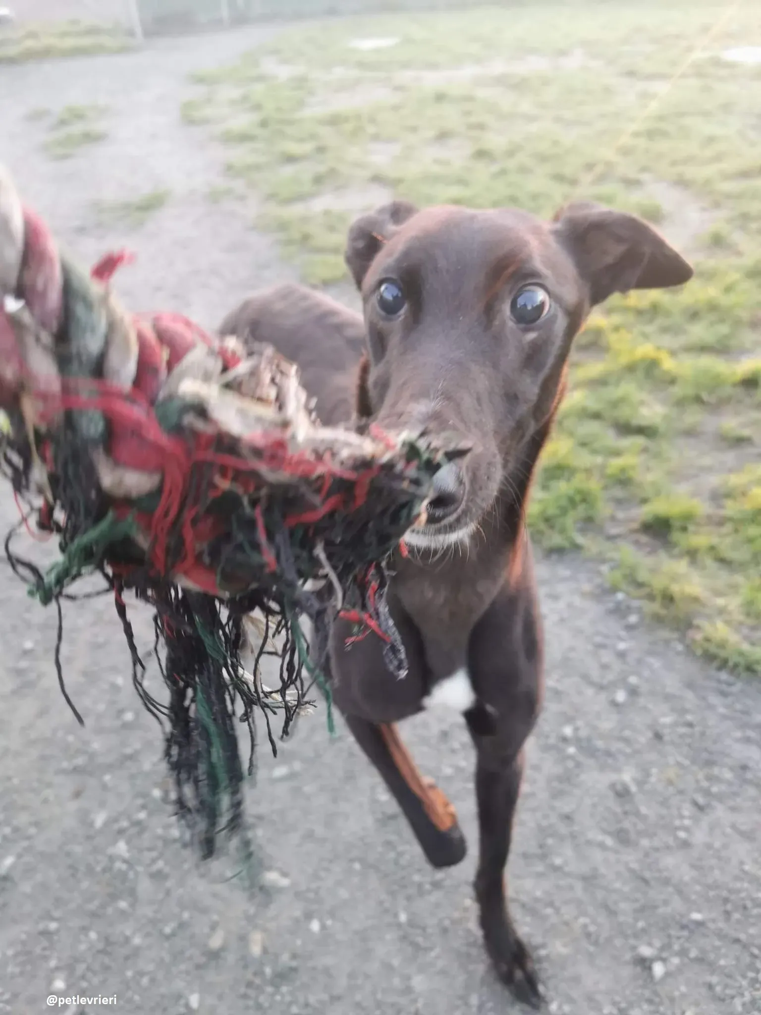 gibbs adozione greyhound 3 1