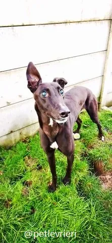 gibbs adozione greyhound 3