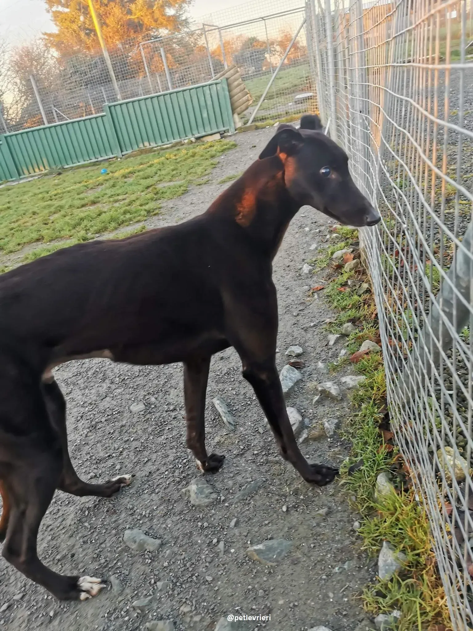 gibbs adozione greyhound 4 1