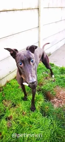 gibbs adozione greyhound 4