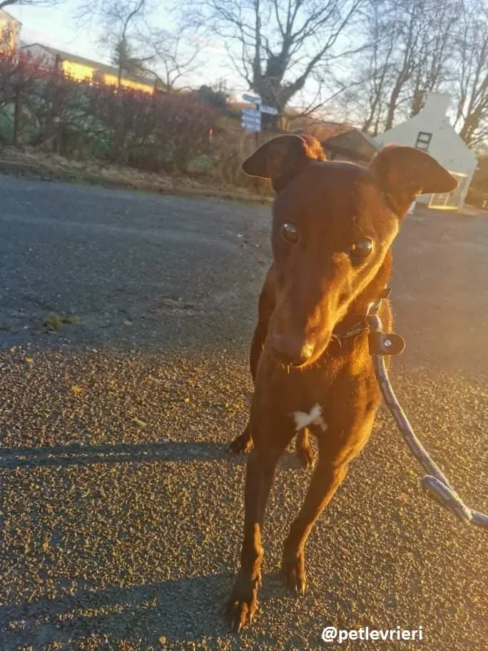 gibbs adozione greyhound 5 1