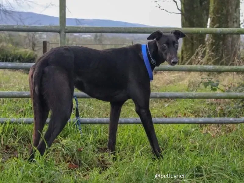 gibbs adozione greyhound 5