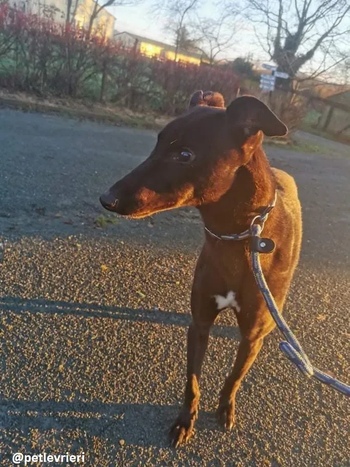 gibbs adozione greyhound 6 1