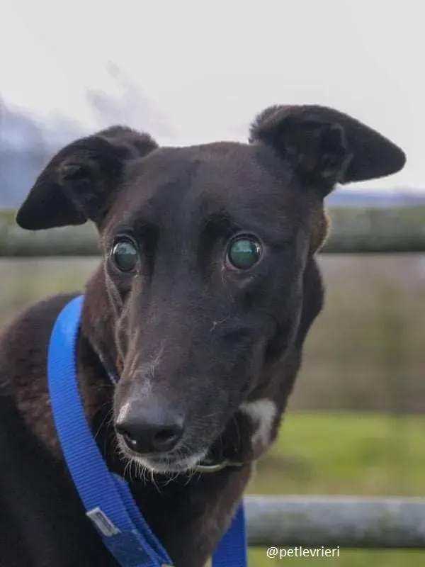 gibbs adozione greyhound 6