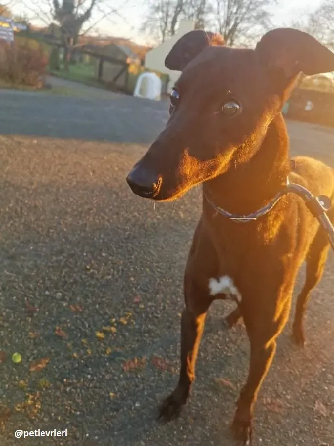 gibbs adozione greyhound 7 1