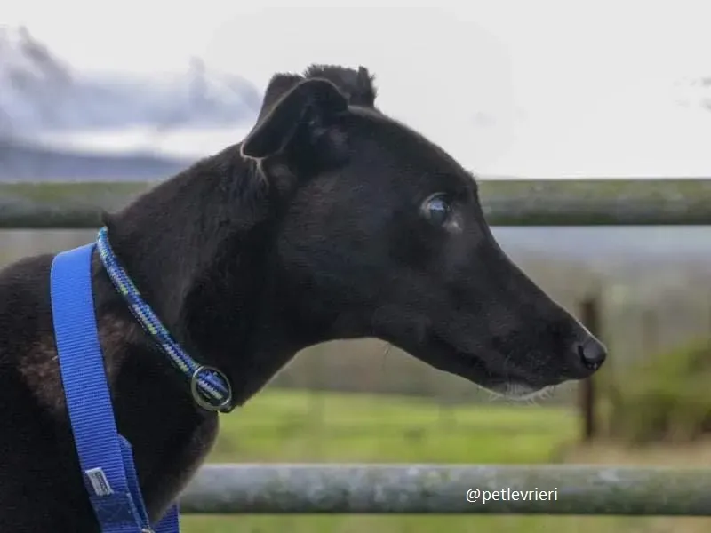 gibbs adozione greyhound 7