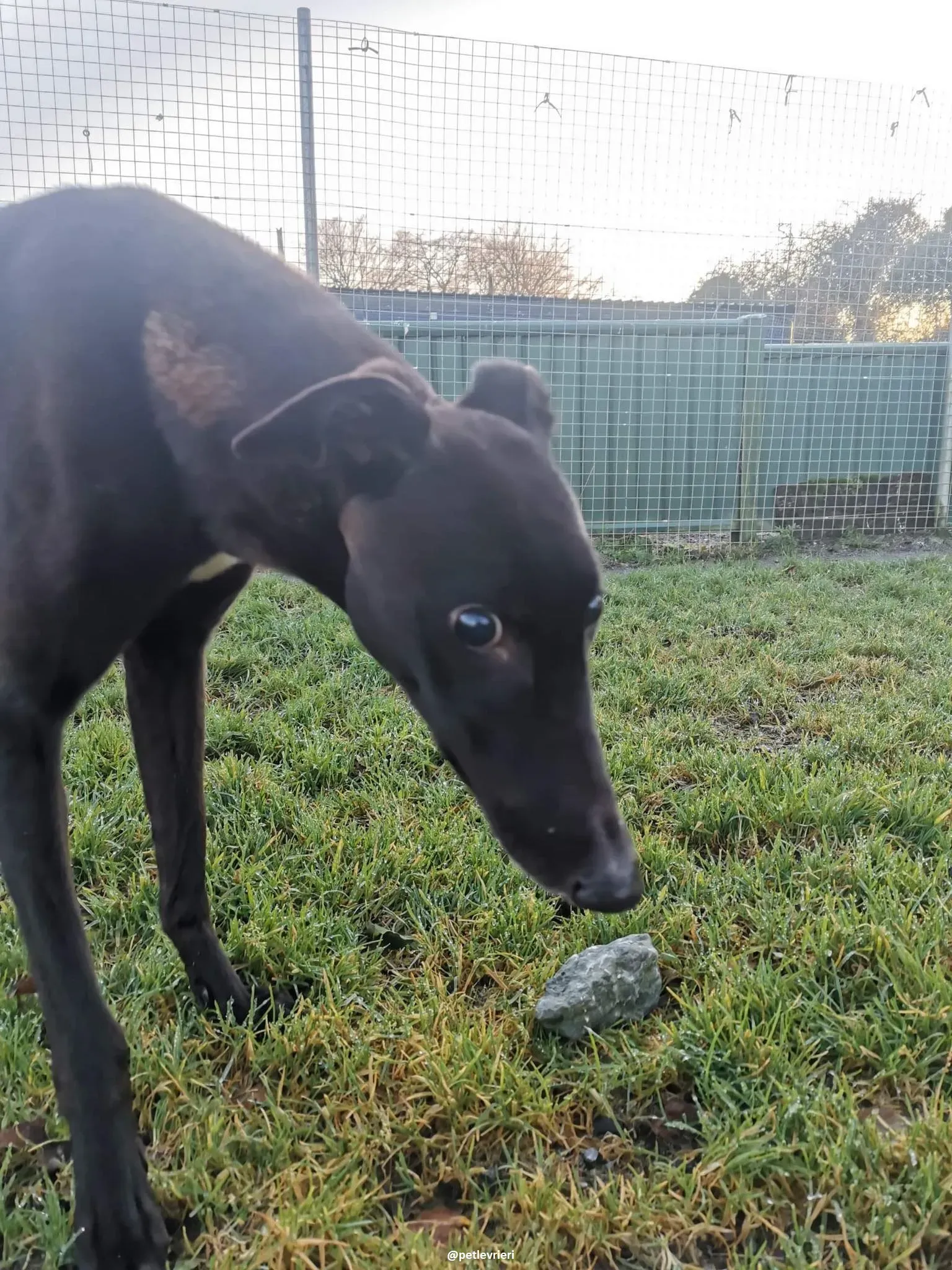 gibbs adozione greyhound 8 1