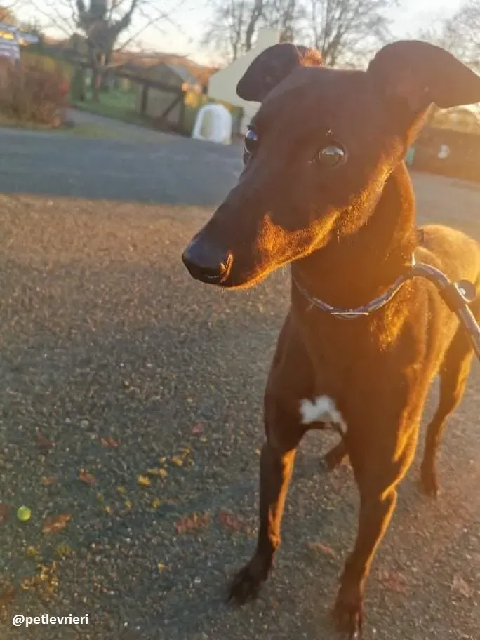 gibbs adozione greyhound 8