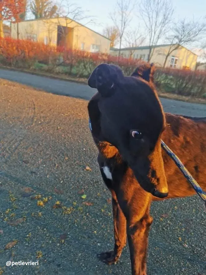 gibbs adozione greyhound 9