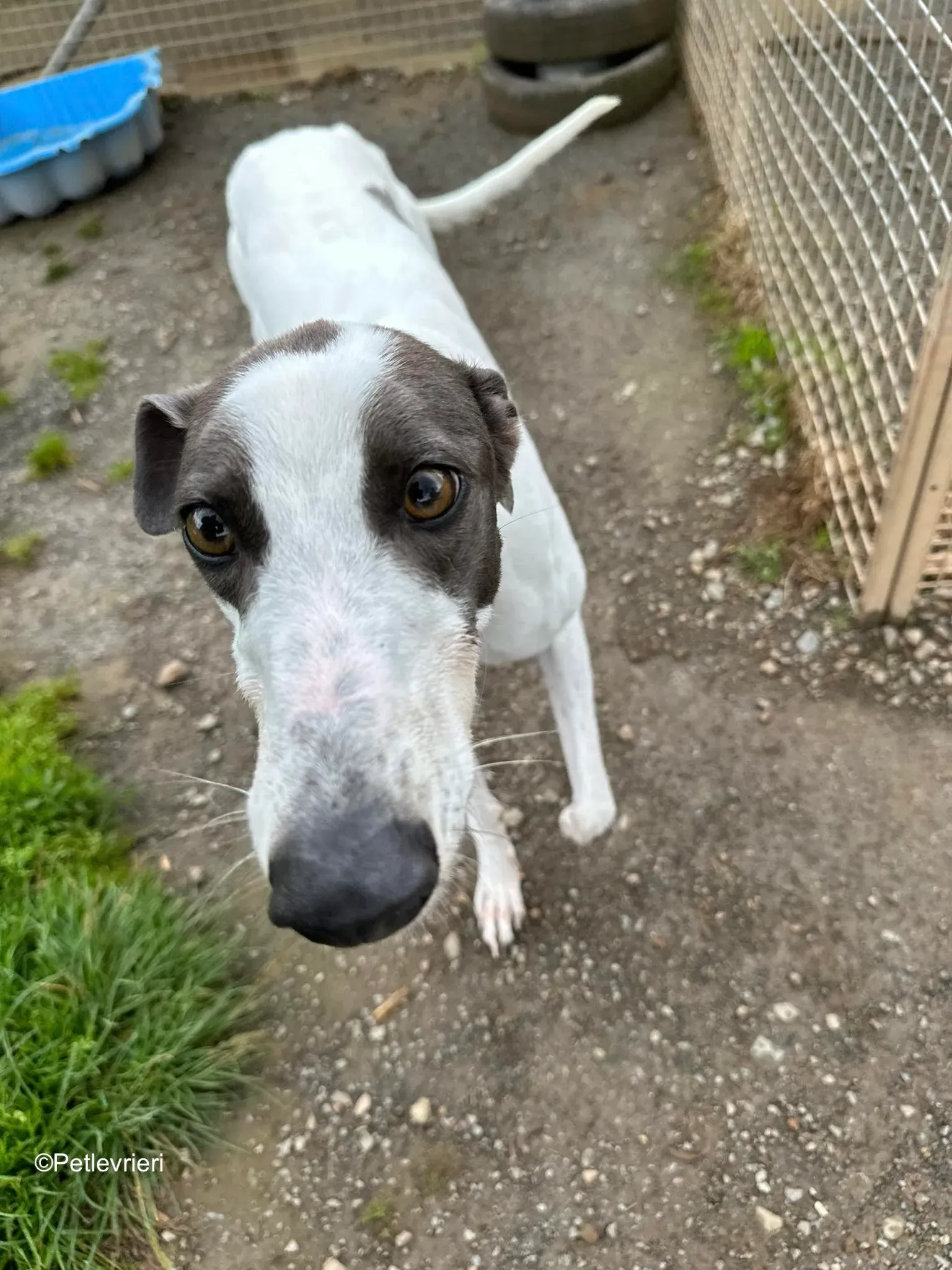 gigi adozione greyhound petlevrieri 1