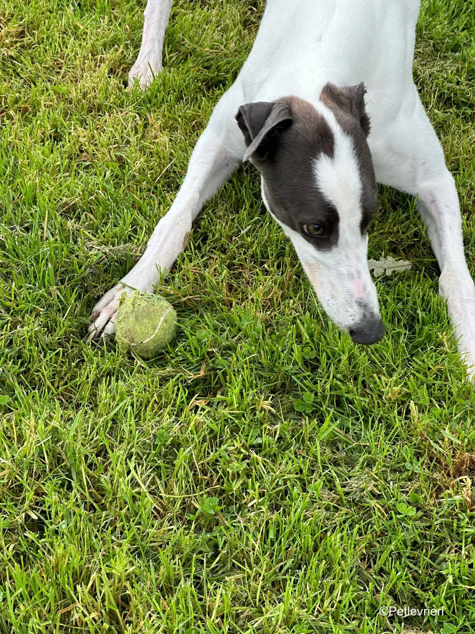 gigi adozione greyhound petlevrieri 10