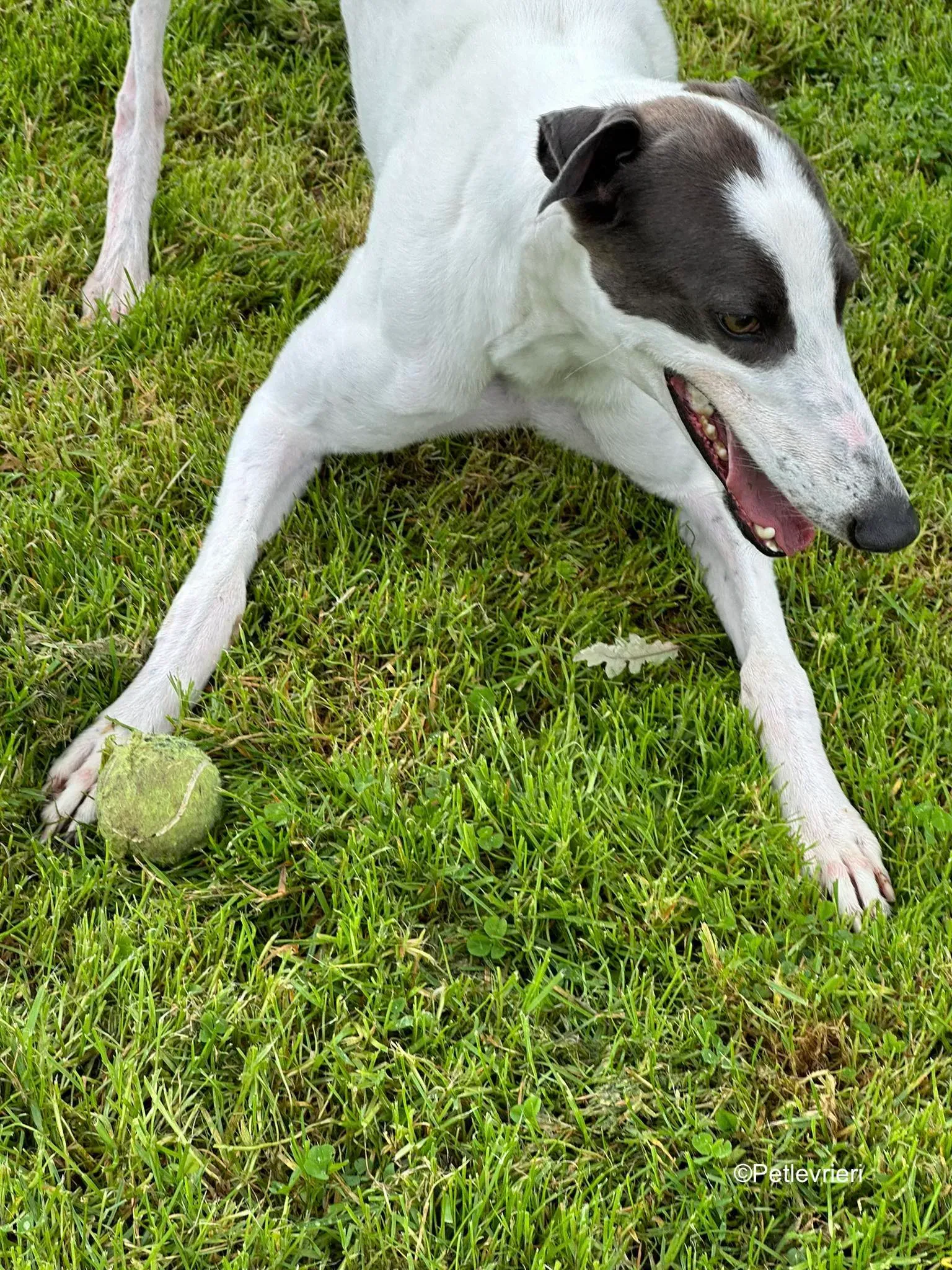 gigi adozione greyhound petlevrieri 11