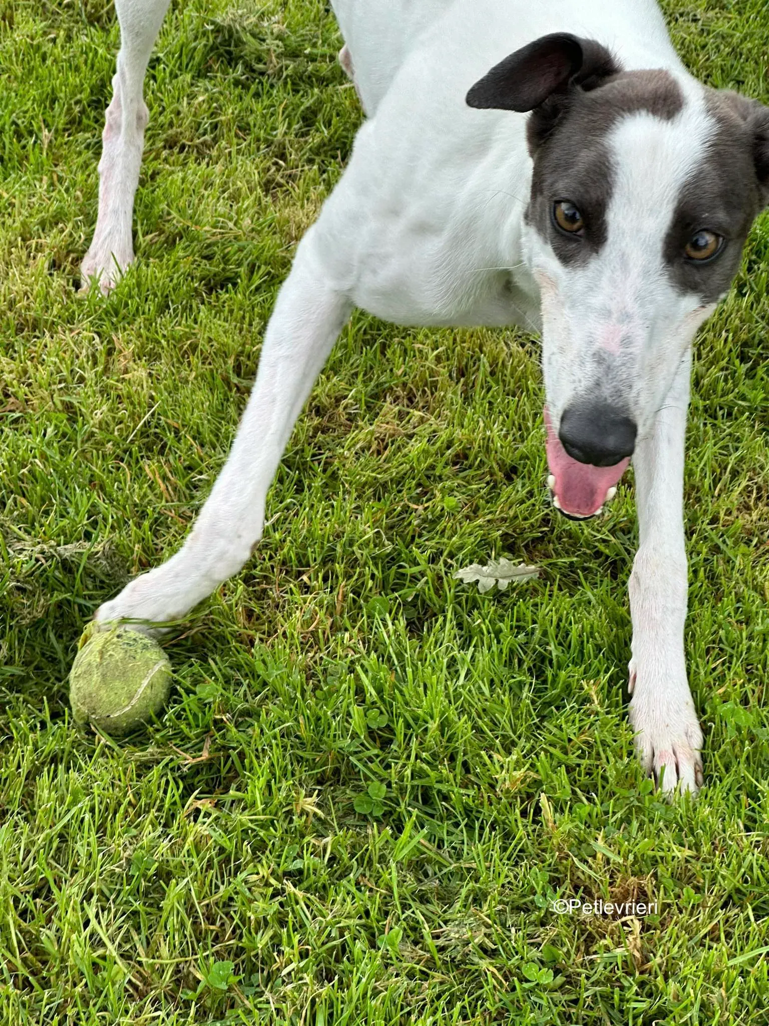 gigi adozione greyhound petlevrieri 12