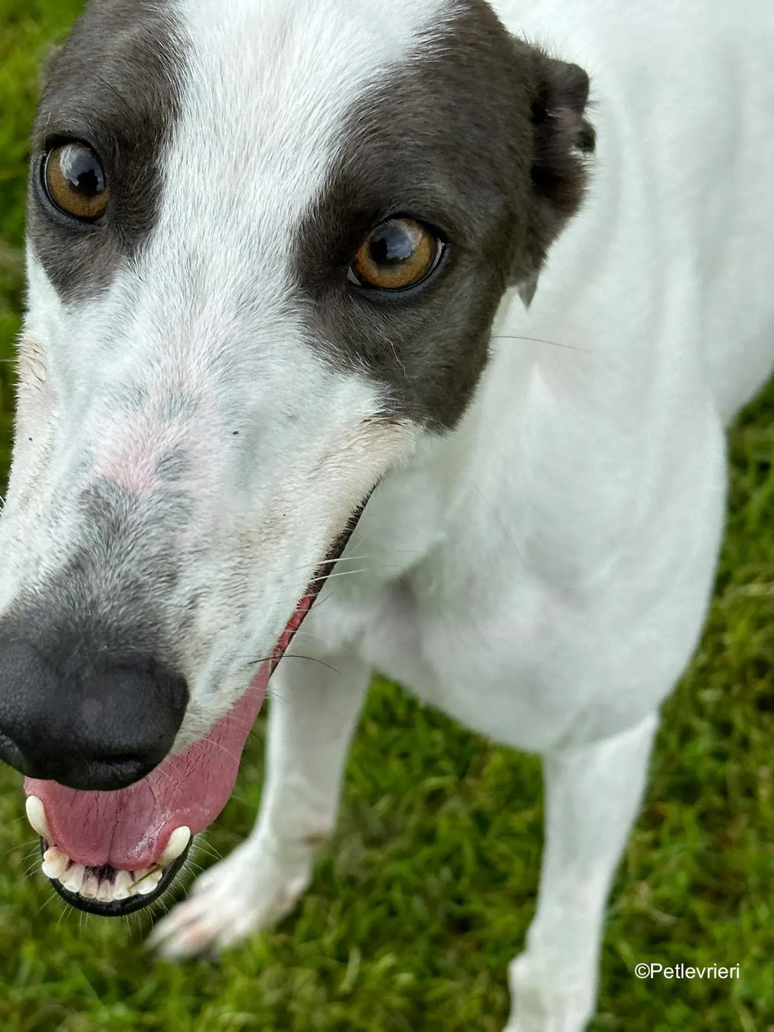 gigi adozione greyhound petlevrieri 13