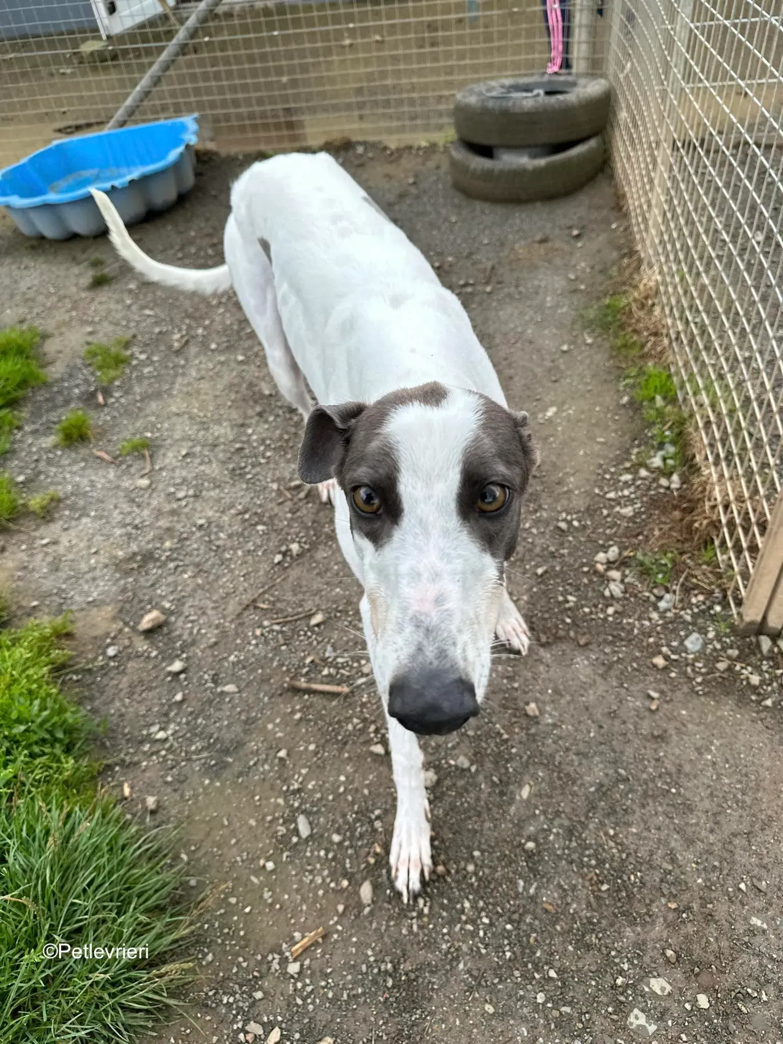 gigi adozione greyhound petlevrieri 2