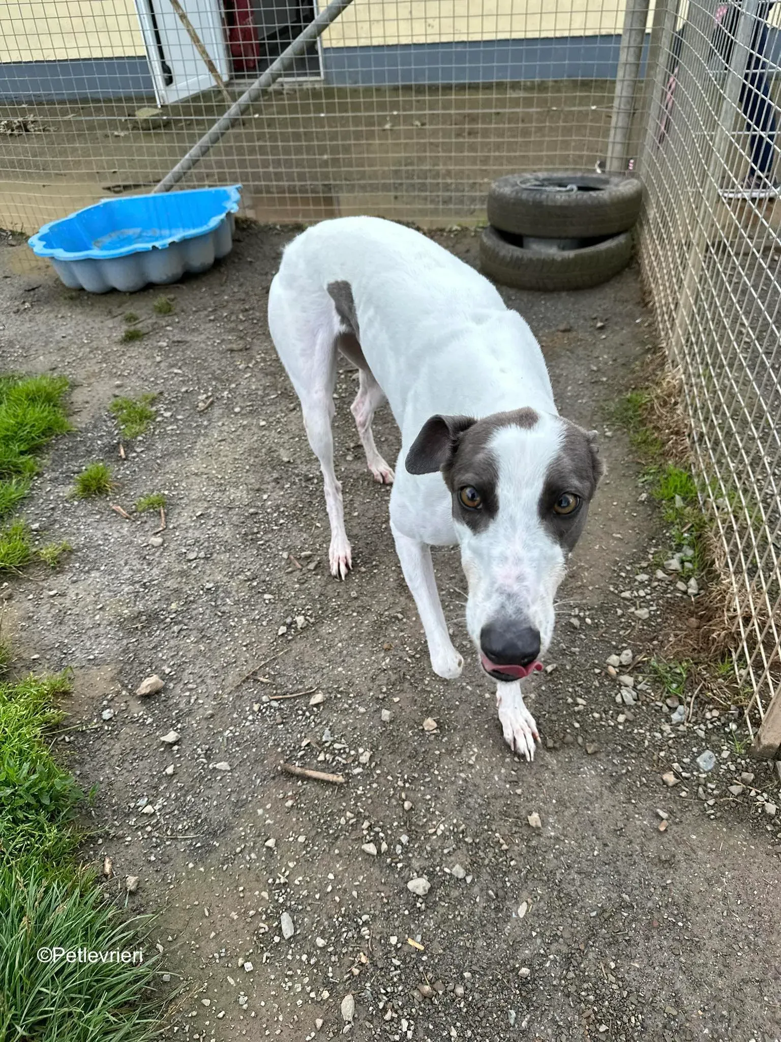 gigi adozione greyhound petlevrieri 3