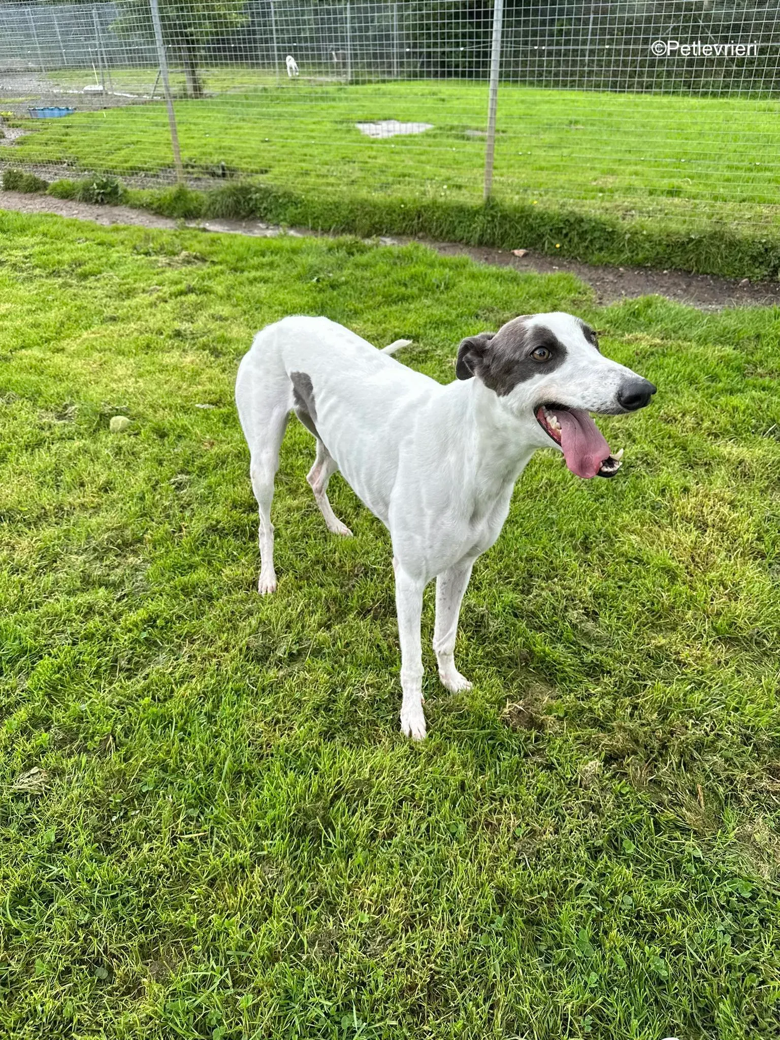 gigi adozione greyhound petlevrieri 4