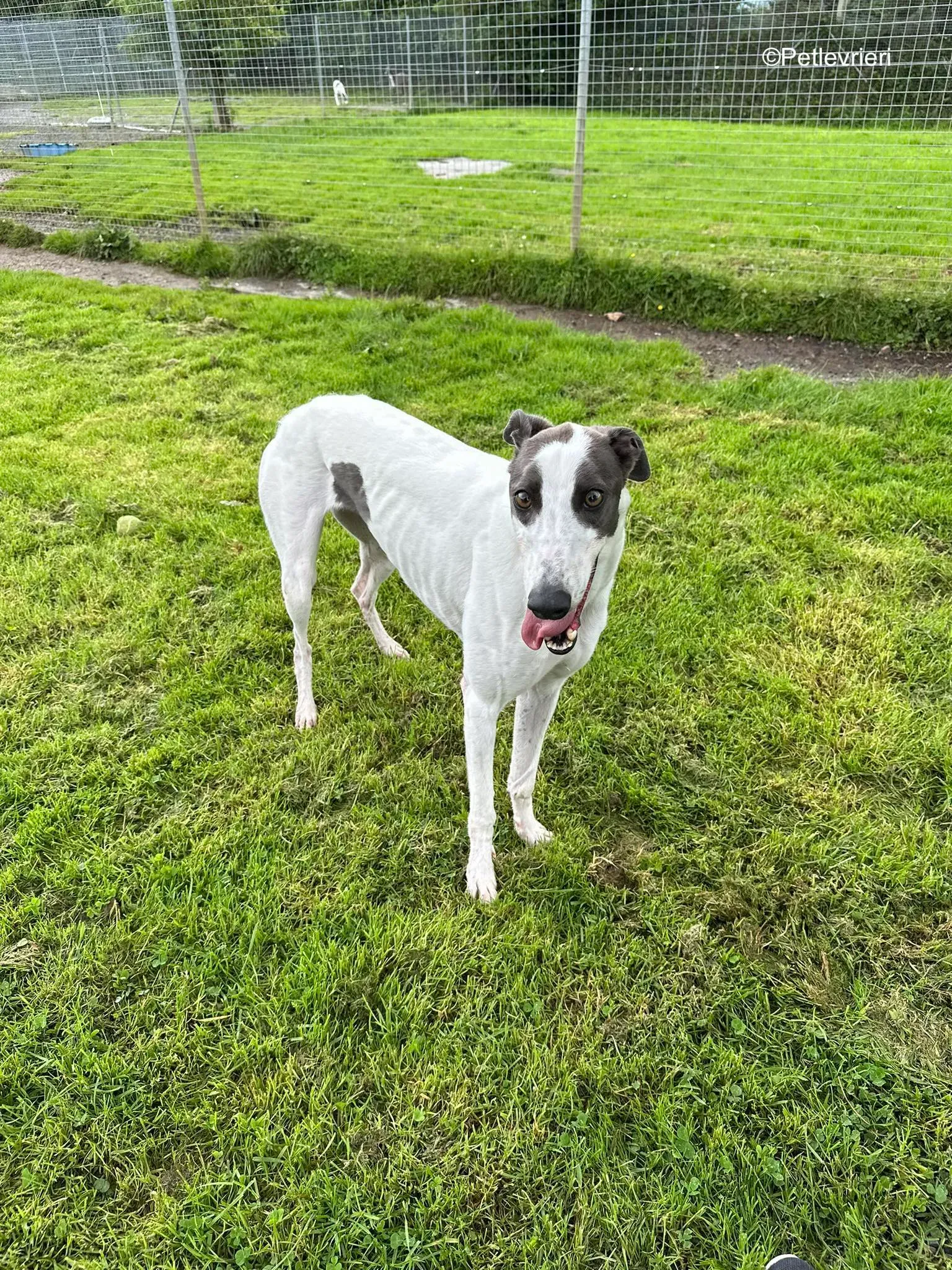 gigi adozione greyhound petlevrieri 5