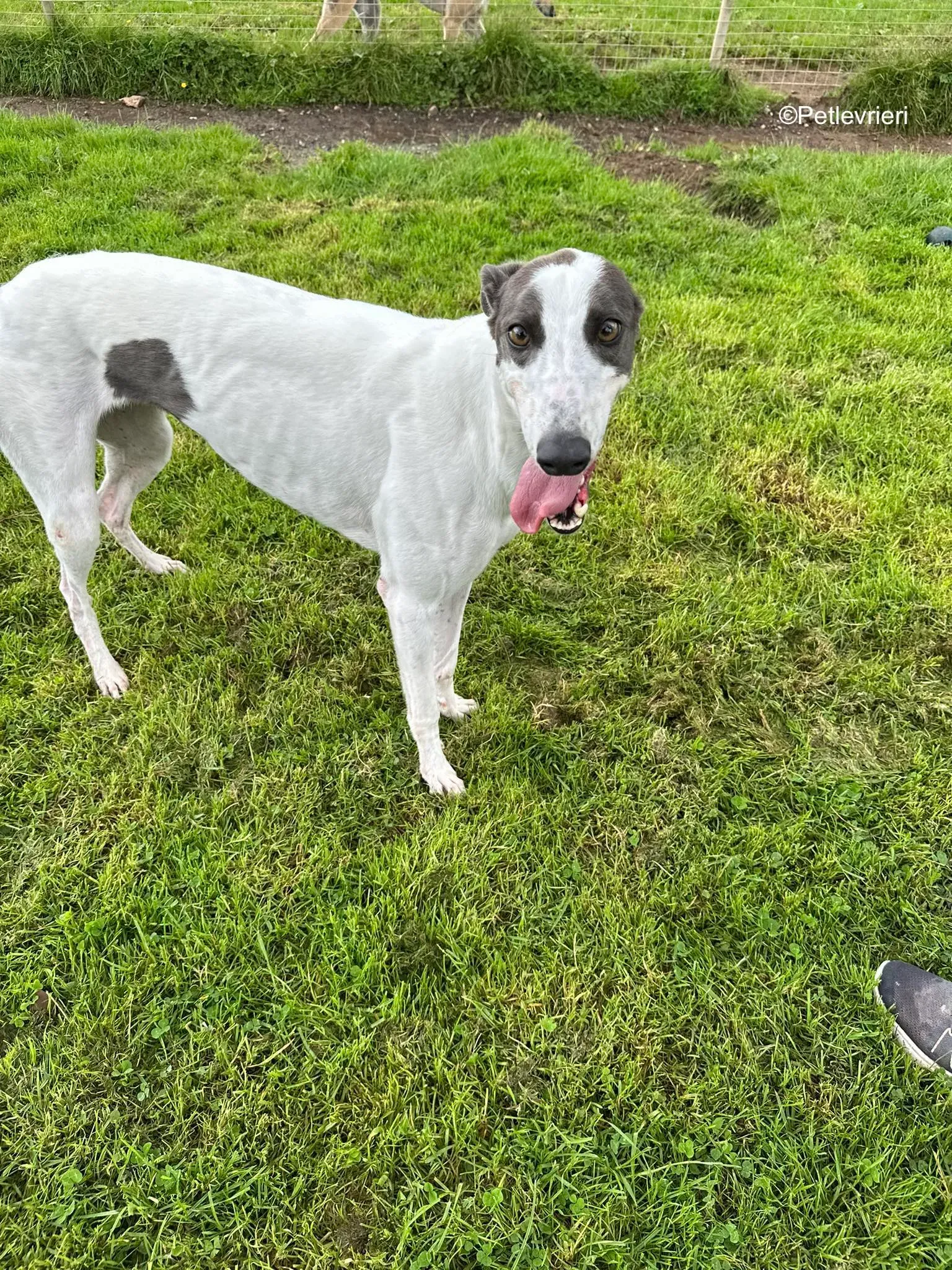 gigi adozione greyhound petlevrieri 6