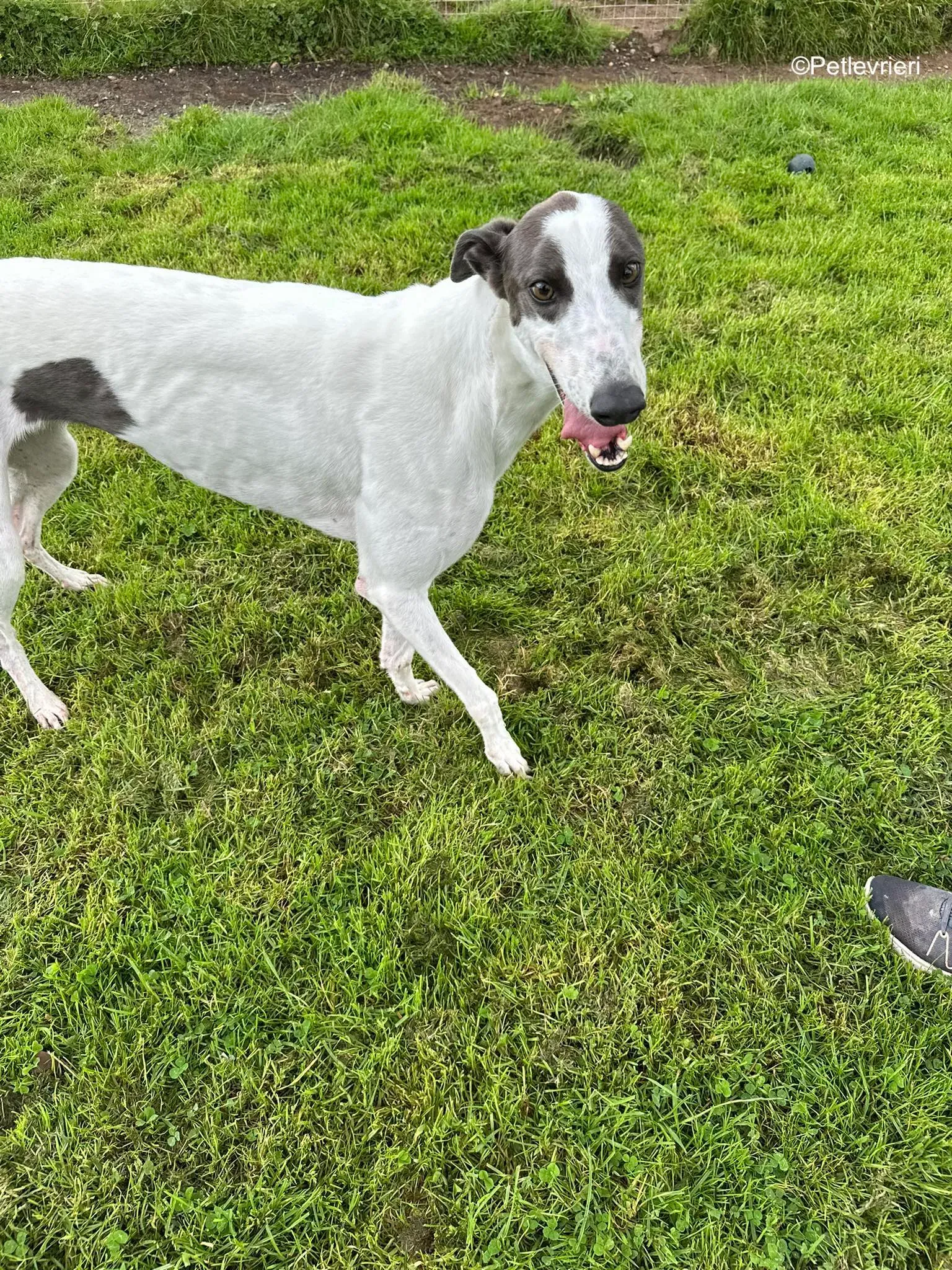 gigi adozione greyhound petlevrieri 7