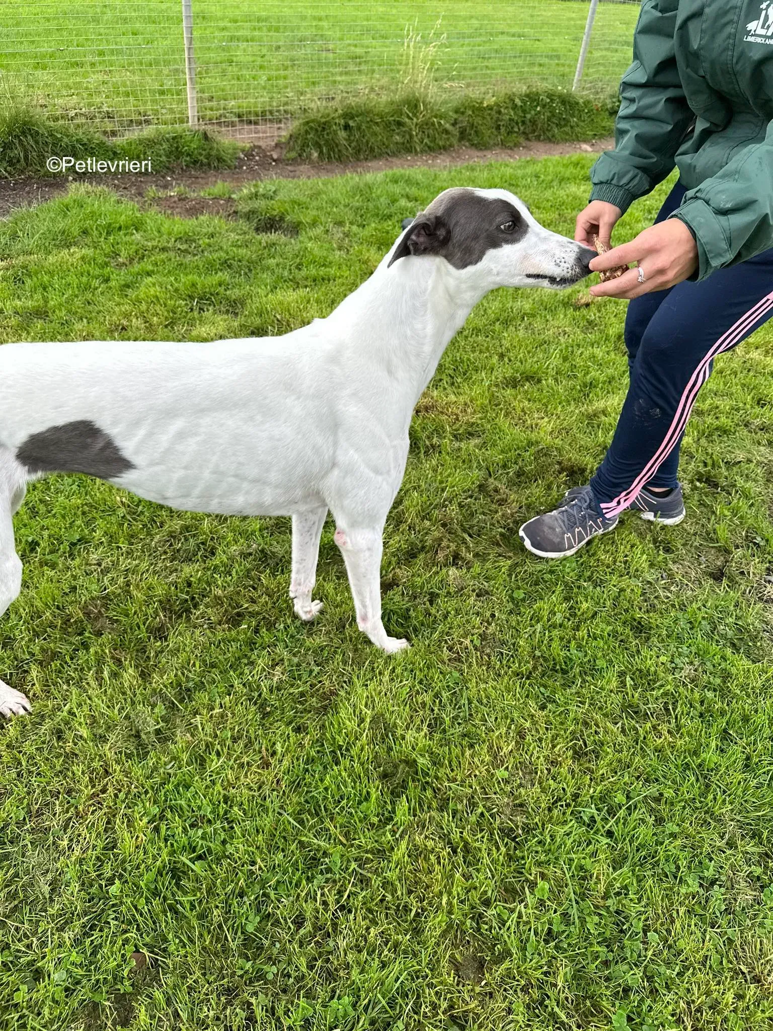 gigi adozione greyhound petlevrieri 8