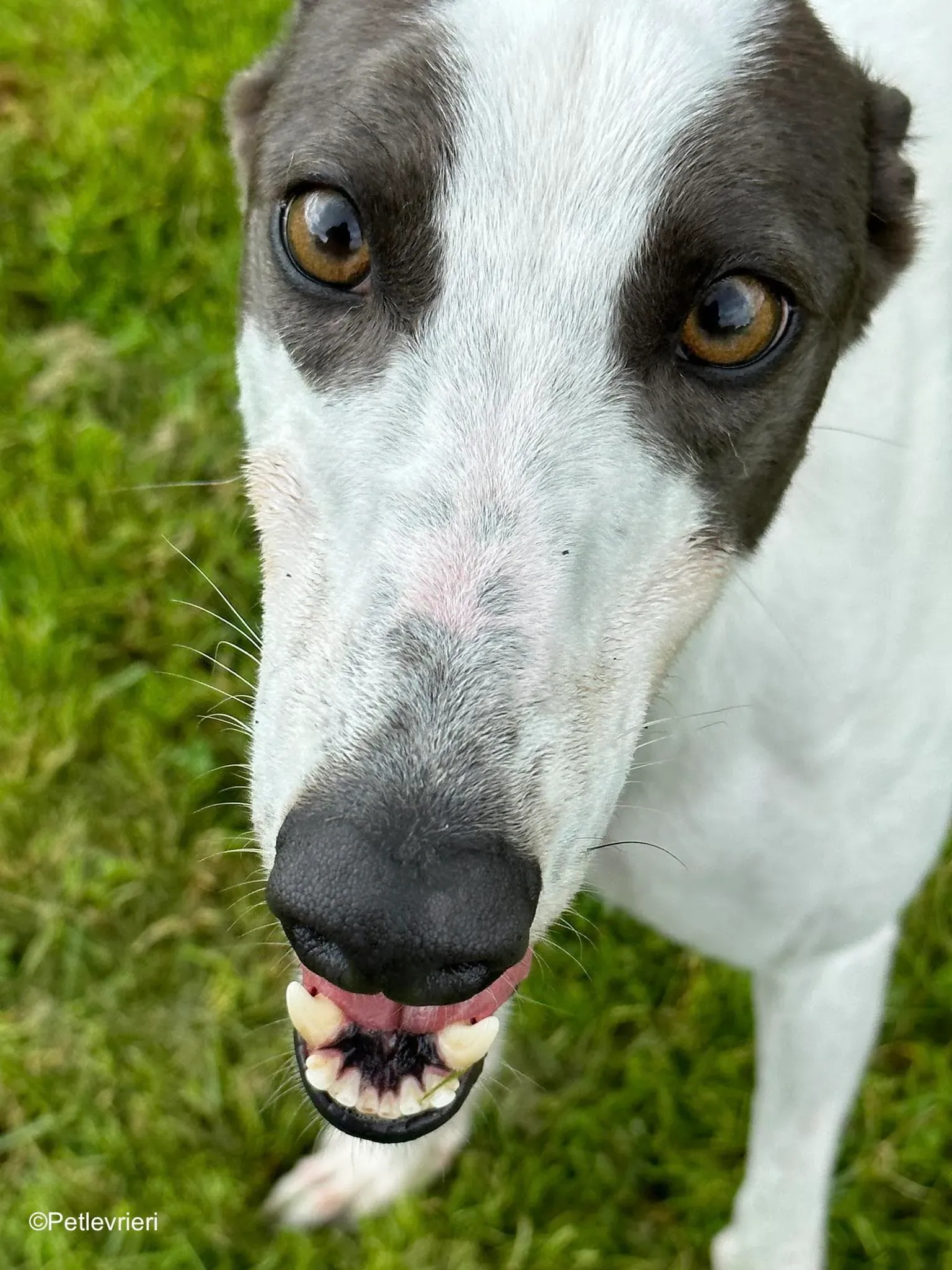 gigi adozione greyhound petlevrieri 9