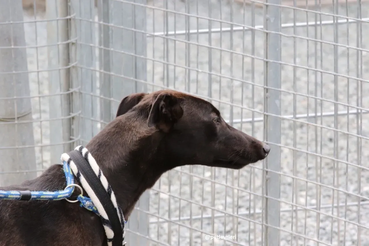 gin adozione greyhound 1