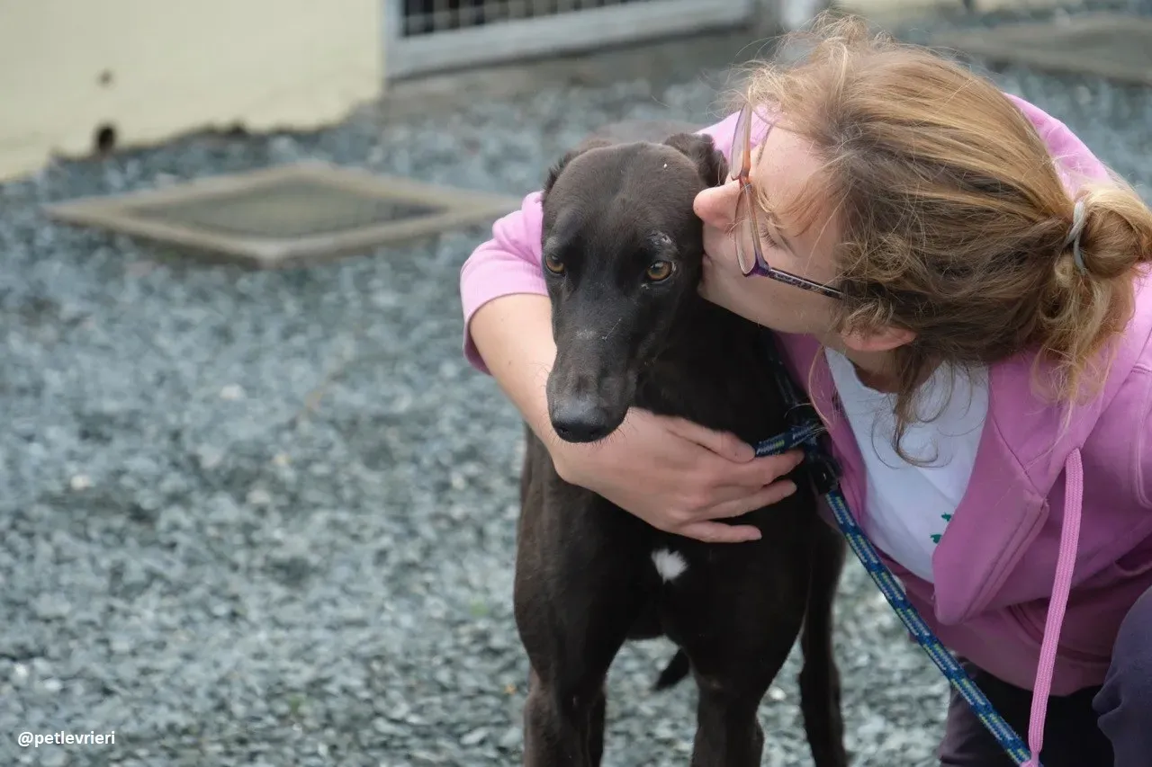 gin adozione greyhound 10