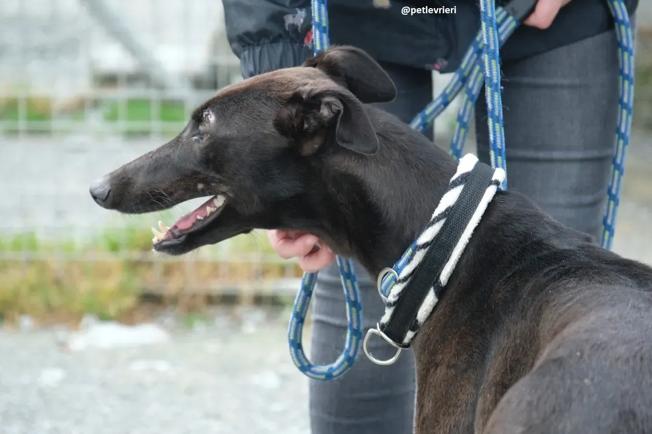 gin adozione greyhound 11